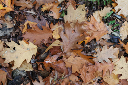Fallen leaves from a tree in the forest in autumn.