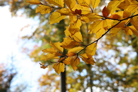 Bright autumn leaves on tree branches in the forest.