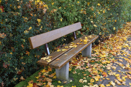 Yellow maple leaves falling on a park bench in autumn.