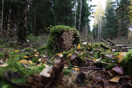Autumn mushrooms grow in the forest on a stump