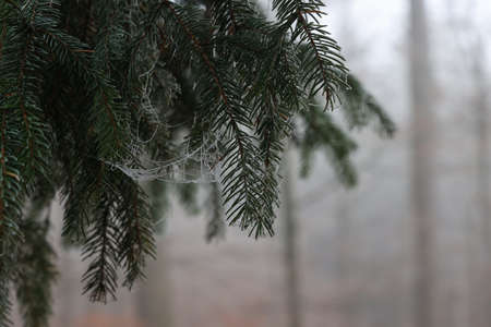 The branches of the needles in the forest are covered with frost on a frosty morningの写真素材