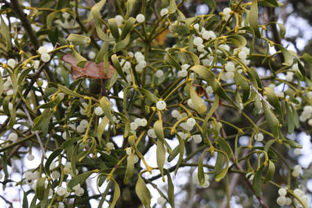 White mistletoe plant hanging on the branch.の写真素材