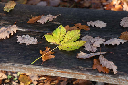 Yellow maple leaves falling on a park bench in autumn.