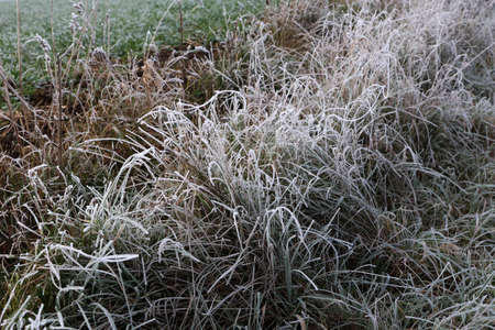 The grass is covered with frost on a frosty morning.の写真素材