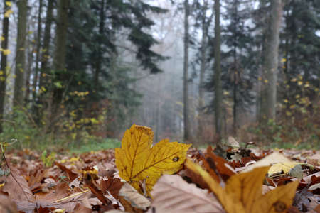 Fallen yellow leaves in the forest in autumn.