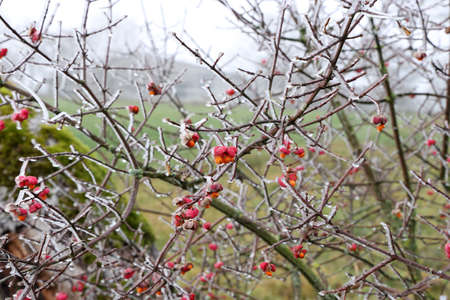 Bright unique pink flowers with fruits of Euonymus europaeus.