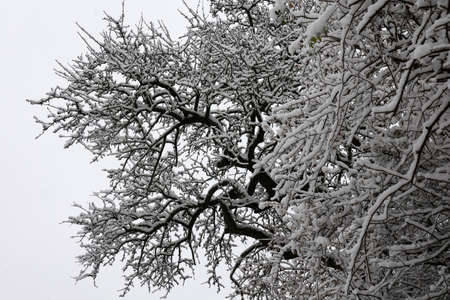 The first snow fell in the forest