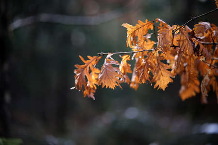 Bright autumn leaves on tree branches in the forest.の写真素材