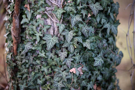 Hedera helix. Green ivy weaves a tree trunk.の写真素材
