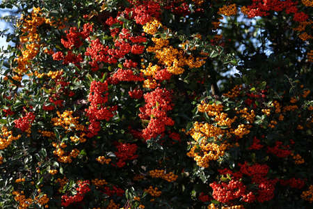 Pyracantha branches with bright orange and red ripe berries.