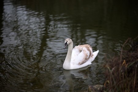 Lonely white swan floating on the river.の写真素材