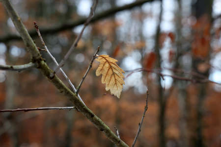 Bright autumn leaves on tree branches in the forest.