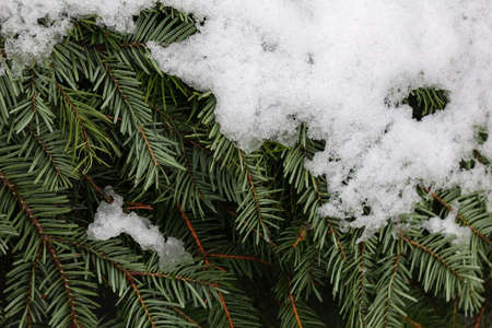 Green spruce branches are covered with white snow.の写真素材