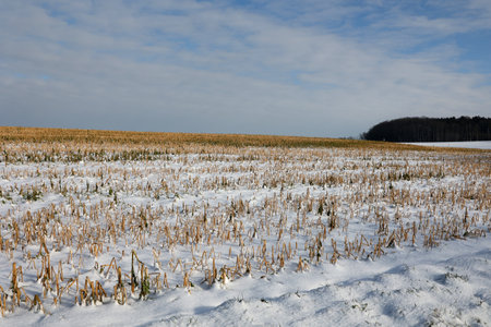 Snow-covered fields on a clear winter day.の写真素材