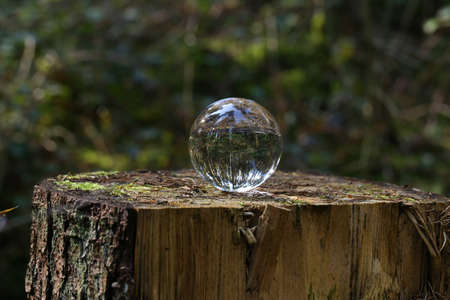 Glass ball on a tree stump in the forestの写真素材