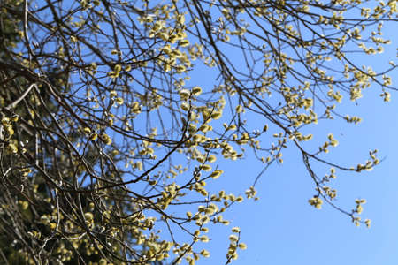 Branches of blossoming pussy-willow on a background of blue sky