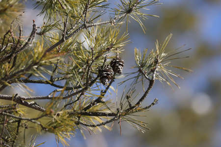 Green pine branches with cones in the forest