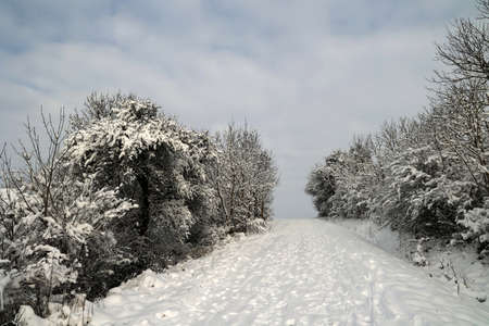 Winter landscape. Fresh white snow lies on the branches of bushes and trees.の写真素材