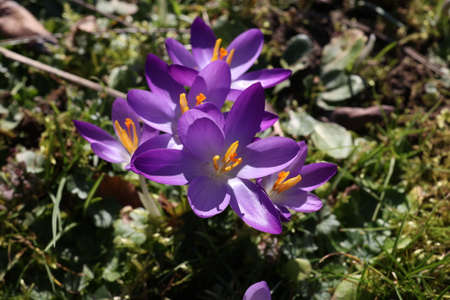 Group of crocuses in spring in the city park.の写真素材