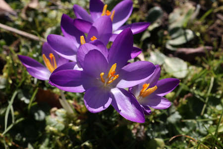 Group of crocuses in spring in the city park.の写真素材