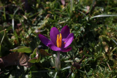 Group of crocuses in spring in the city park.の写真素材