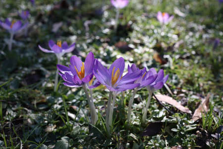 Group of crocuses in spring in the city park.の写真素材