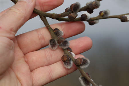 Jump. A hand holding a willow branch.の写真素材