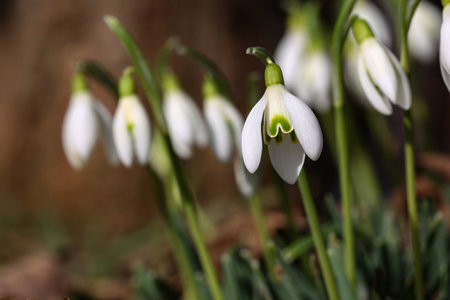 The beautiful snowdrop flower dissolves in the spring.の写真素材