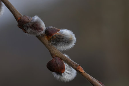 Jump. Willow branch with white fluffy buds.の写真素材