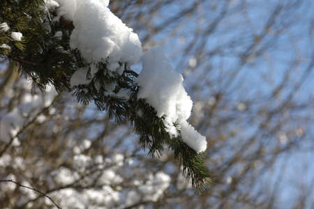 White snow lies on spruce branches in winter.の写真素材