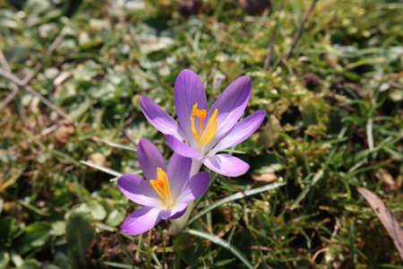 Group of crocuses in spring in the city park.の写真素材