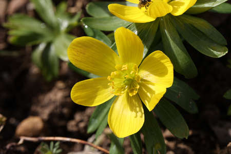 Eranthis hyemalis is a plant found in Europe.の写真素材