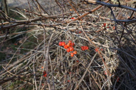 Dried and frozen red berries on a branch in winter.