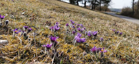 Beautiful purple fluffy flower Oriental Pulsatilla patens pasqueflower.