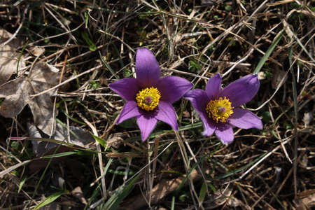 Beautiful purple fluffy flower Oriental Pulsatilla patens pasqueflower.