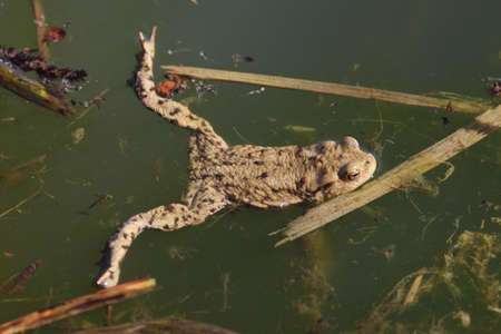 In the spring, the frog leaves the wintering place and gathers in shallow water bodies