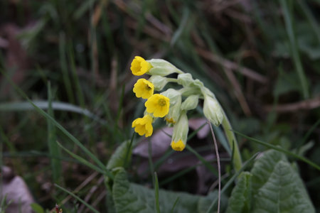 Macro of the primate Cowslip flowers or Primula veris on garden grass in spring.の写真素材