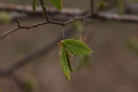 The first green leaves on trees in spring.