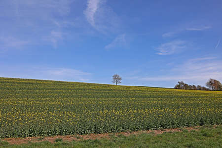 Landscape with rapeseed fields to the horizon.