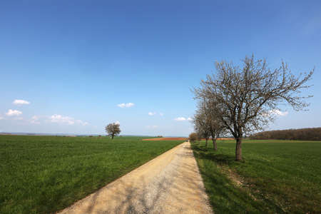 Spring landscape with sown fields and blue sky.