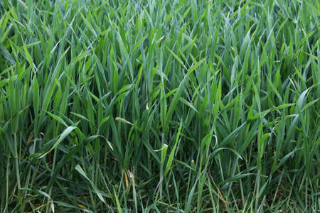 Green seedlings of winter crops in springtime
