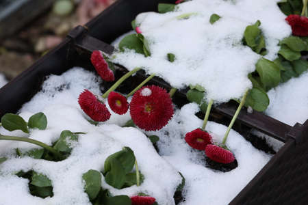 Red flowers suffered from frost and snow in springの写真素材