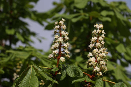 Close up of the flower buds of a chestnut tree, Aesculus hippocastanumの写真素材