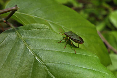 The green shield bug. Palomena prasina is a European shield bug species in the family Pentatomidae.