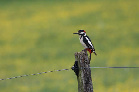 Spotted Woodpecker Sits on Wires Electric Fence.