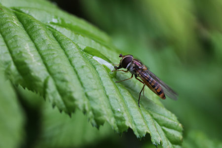 Little hoverfly resting on the leaves of a bushの写真素材