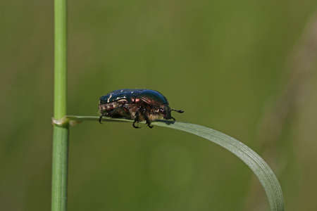 Close-up of Cetonia aurata beetle in natural environment.