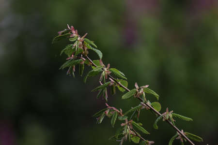 Twig with blossoming green leaves on a blurred background.