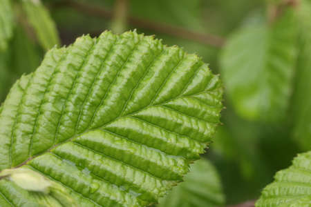 Young foliage on trees in spring close up.
