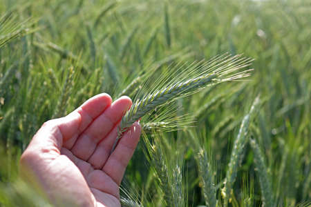 Close up of young green wheat on the field.